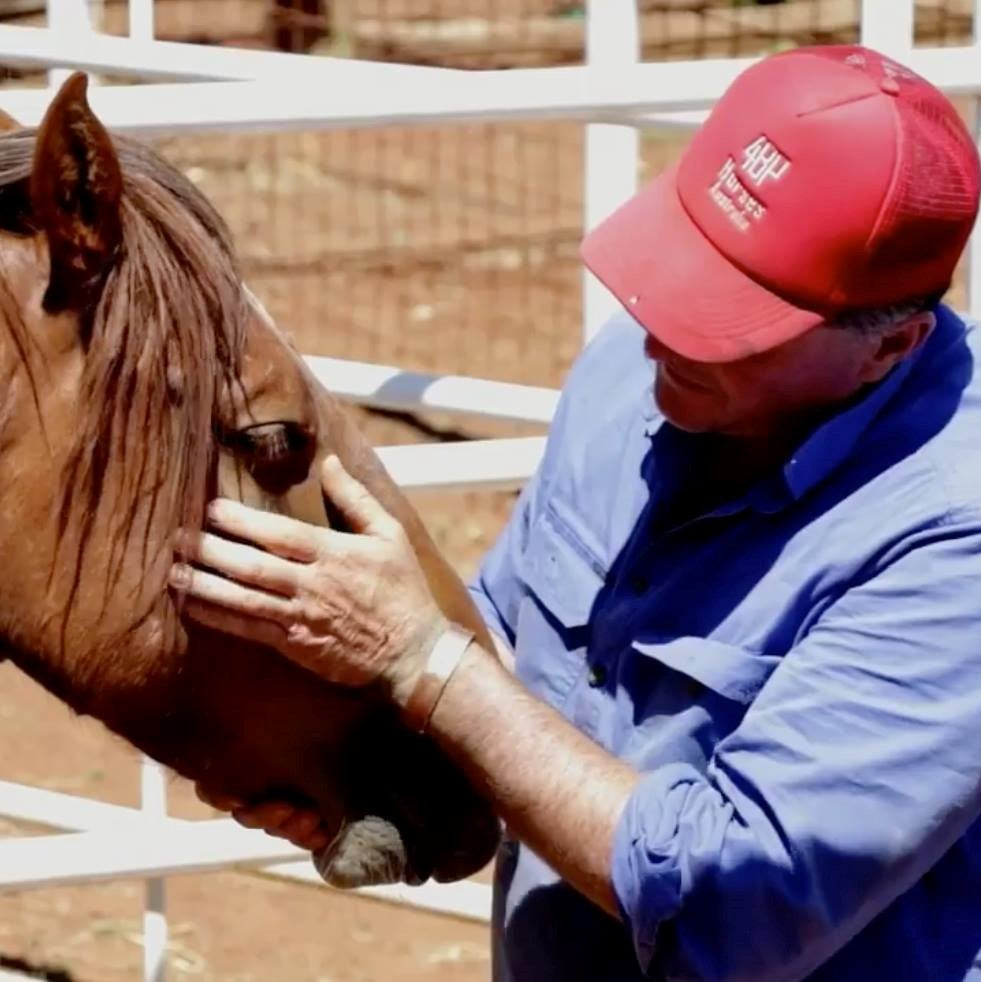 4BP Horses™ Online Store 4BP Horses Australia