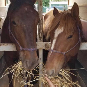 4BP Horses Training Program Online - Full Program - 4BP Horses Australia