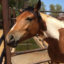 Load image into Gallery viewer, 4BP Clinic: May 6th - 10th, 2019 - 4BP Horses Australia