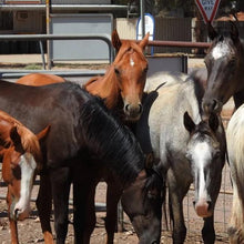 Load image into Gallery viewer, 4BP Clinic: May 6th - 10th, 2019 - 4BP Horses Australia