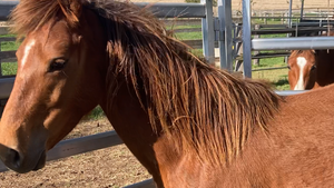 "Narla" - 4BP Horses Australia