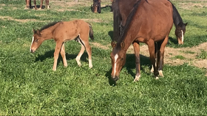 "Hendra" - 4BP Horses Australia