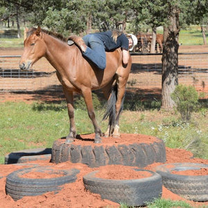 Lesson Bundle 4 - Walking Behind & Saddling - 4BP Horses Australia