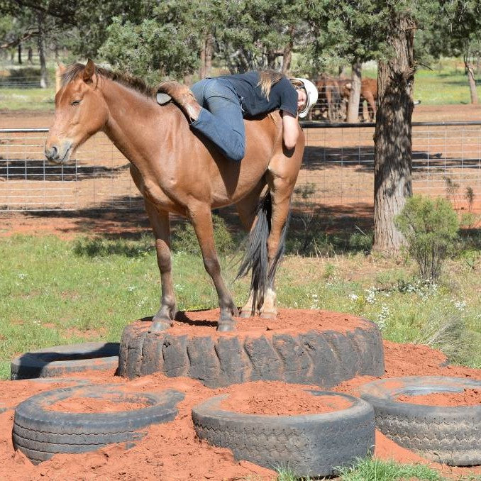 Lesson Bundle 4 - Walking Behind & Saddling - 4BP Horses Australia