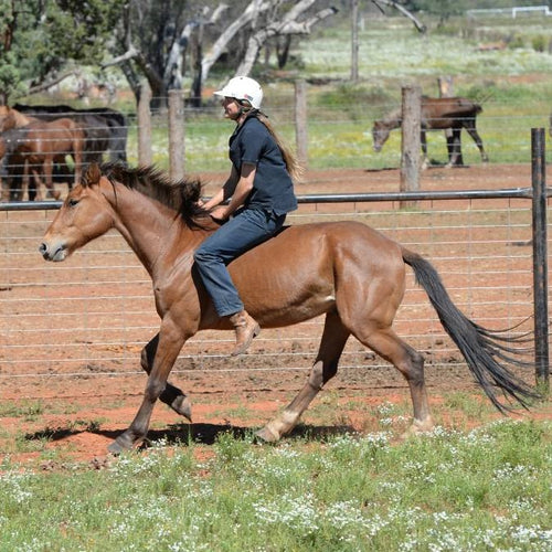 Lesson Bundle 3 - Haltering & Riding - 4BP Horses Australia